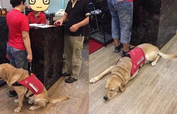 女子帶導(dǎo)盲犬進海底撈兩度被拒